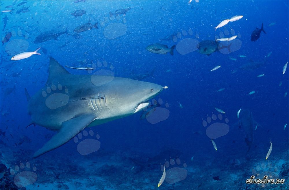 Tiburón toro en la laguna de Beqa