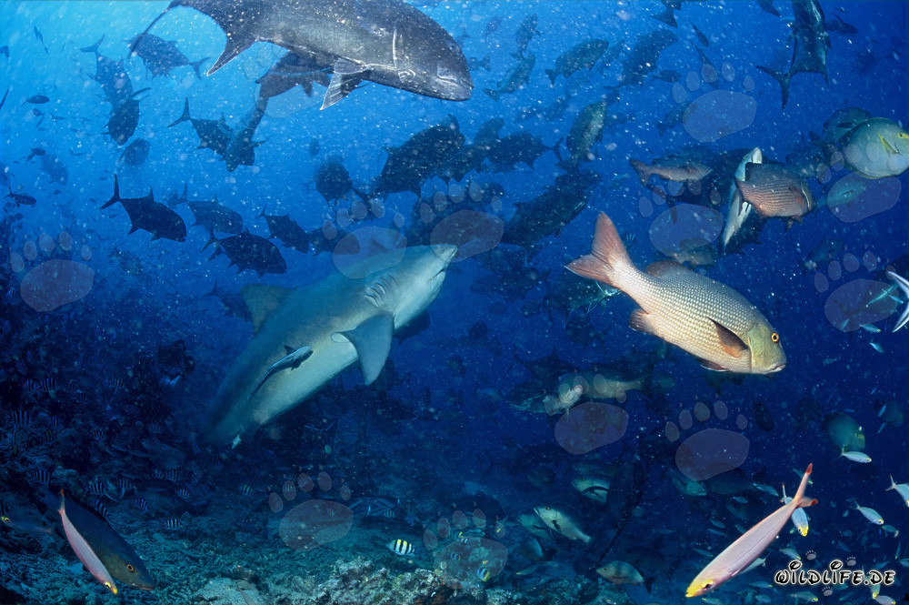 Impressive Bull Shark at Shark Reef in Beqa Lagoon