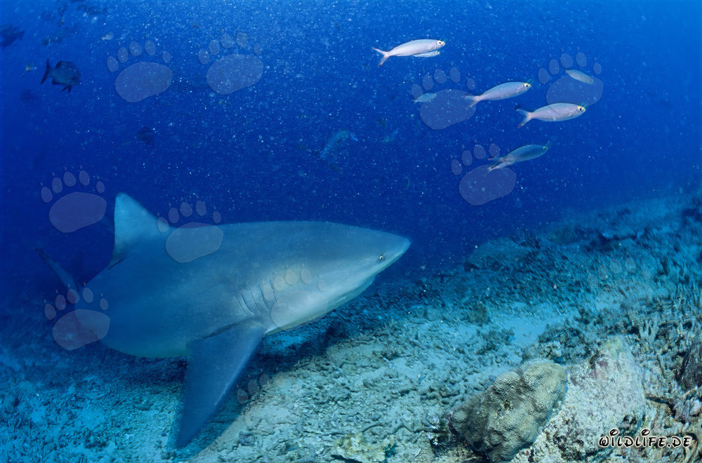 Bull Shark at Shark Reef in Beqa Lagoon on Vitu Levu, Fiji