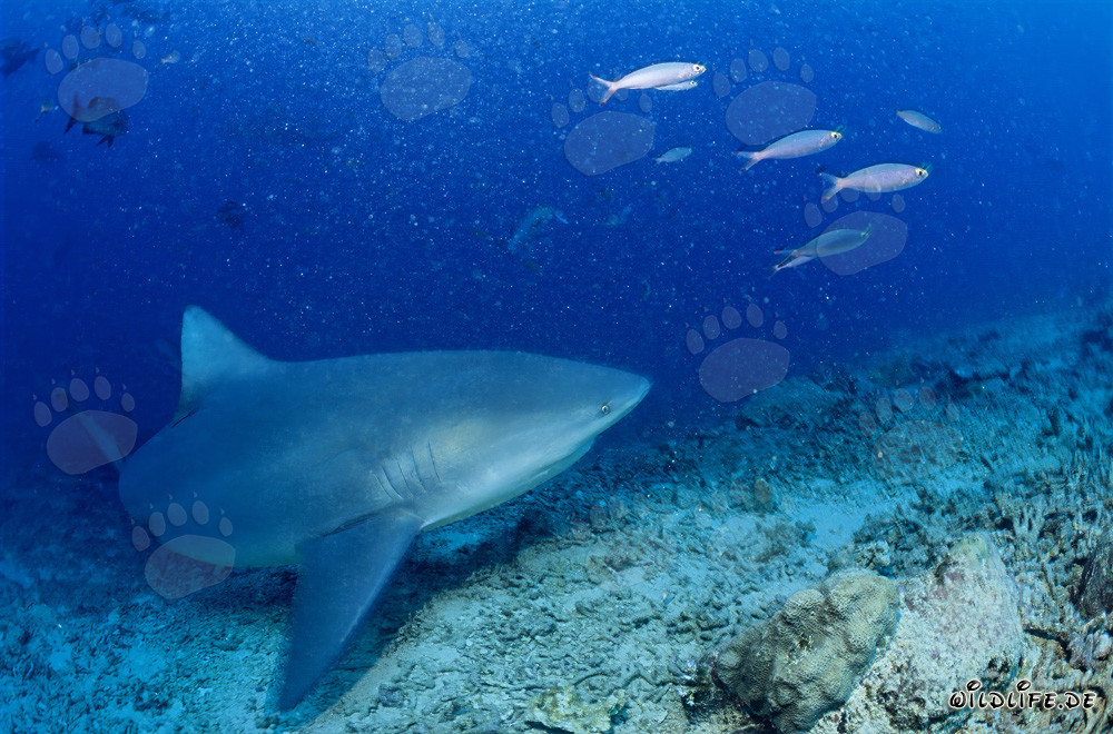 Bullenhai am Shark Reef in der Beqa Lagune auf Vitu Levu, Fiji
