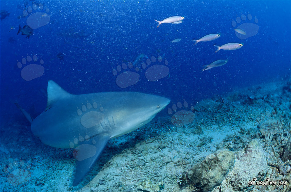 Requin taureau au Shark Reef dans le lagon de Beqa à Vitu Levu, Fidji