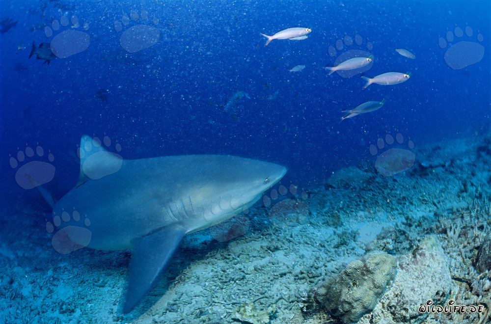 Squalo toro al Shark Reef nella laguna di Beqa a Vitu Levu, Figi