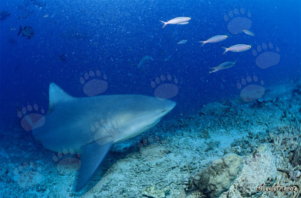 Tiburón toro en Shark Reef en la laguna de Beqa en Vitu Levu, Fiji