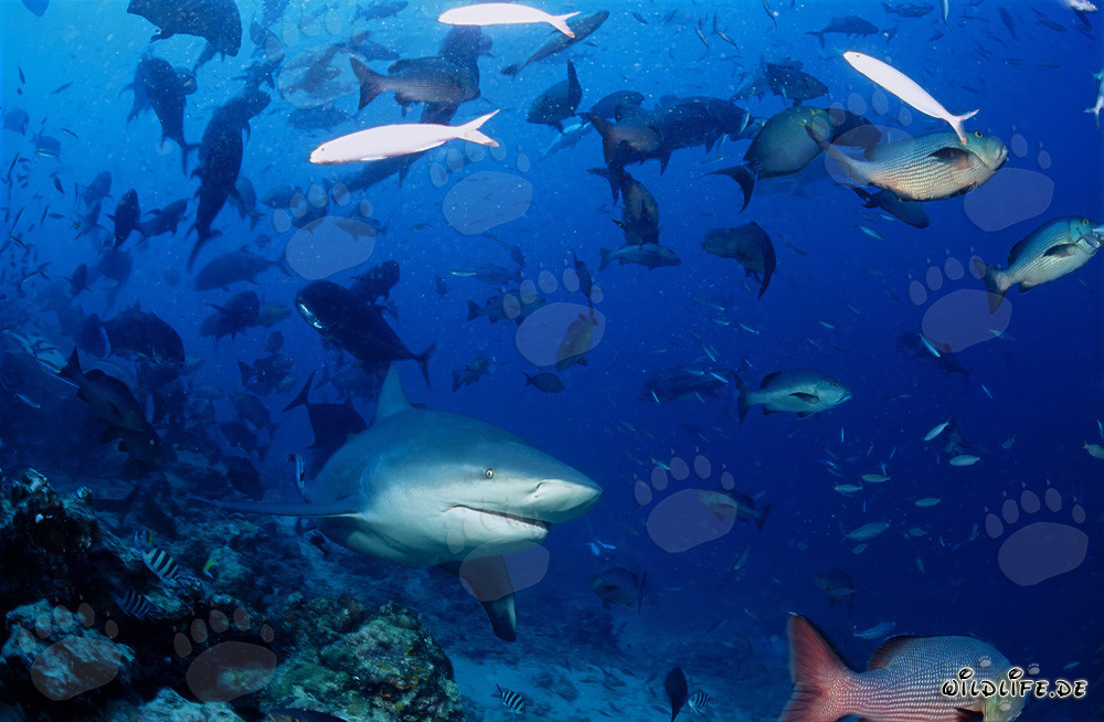 Bull Shark - Majestic Tropical Sea Creature