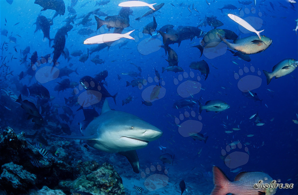 Requin taureau - Majestueux habitant des mers tropicales