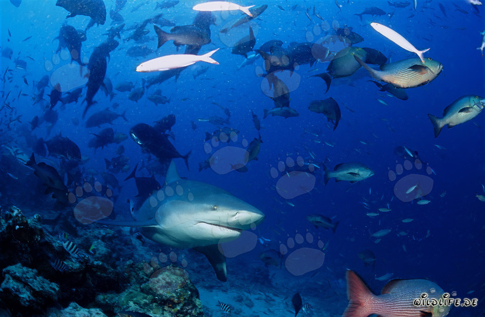 Squalo toro - Maestoso abitante dei mari tropicali