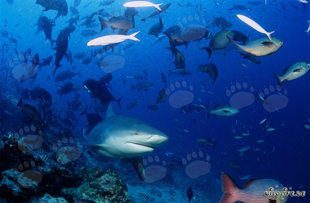 Tiburón toro - Majestuoso habitante de los mares tropicales