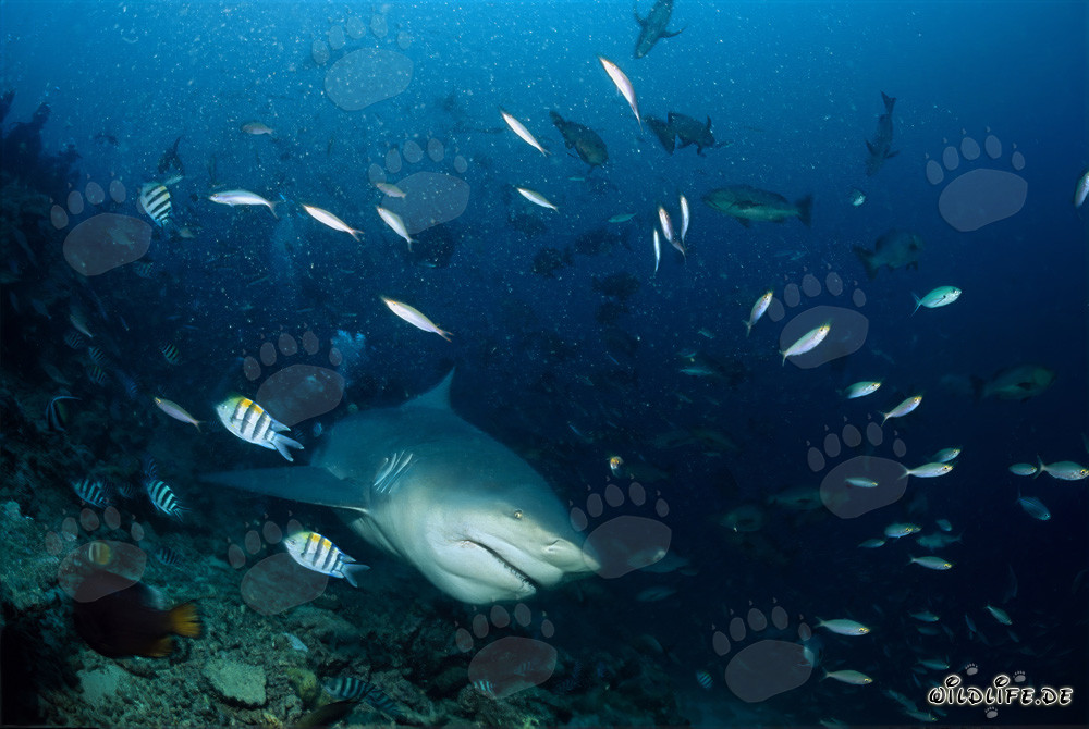 Majestic bull shark emerges from the blue depths