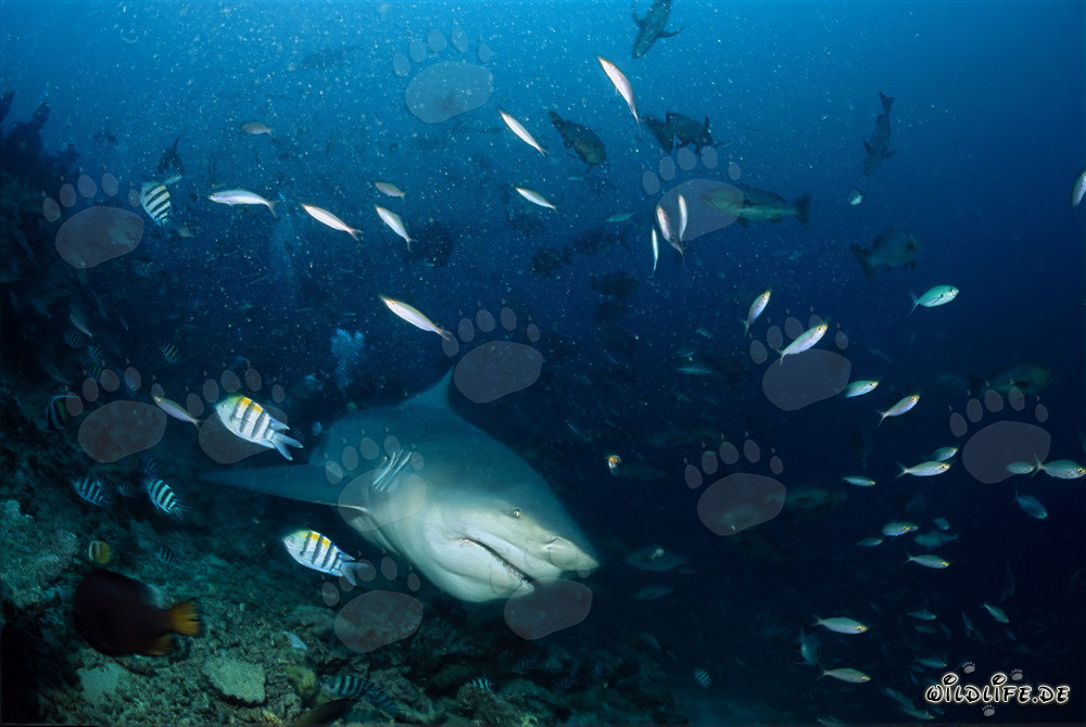 Requin taureau majestueux surgit des profondeurs bleues