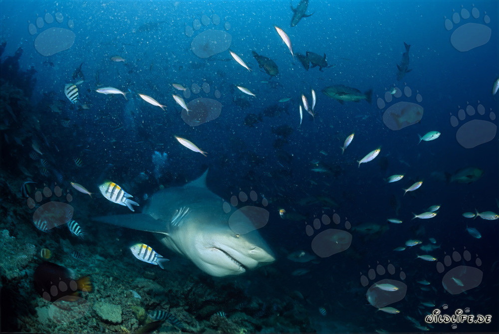 Maestoso squalo toro emerge dalle profondità blu