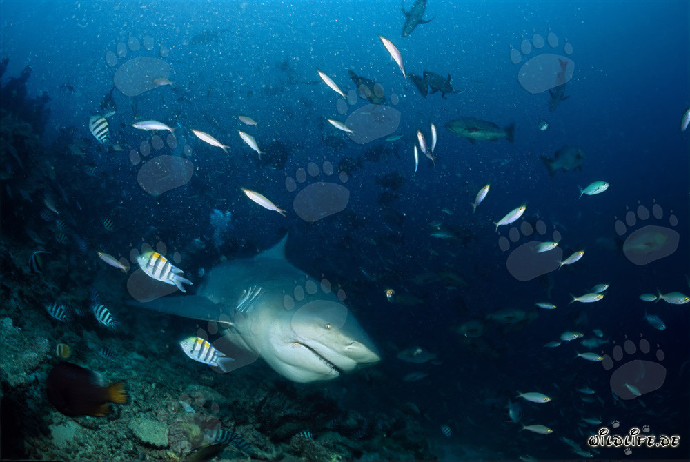 Tiburón toro majestuoso emerge de las profundidades azules
