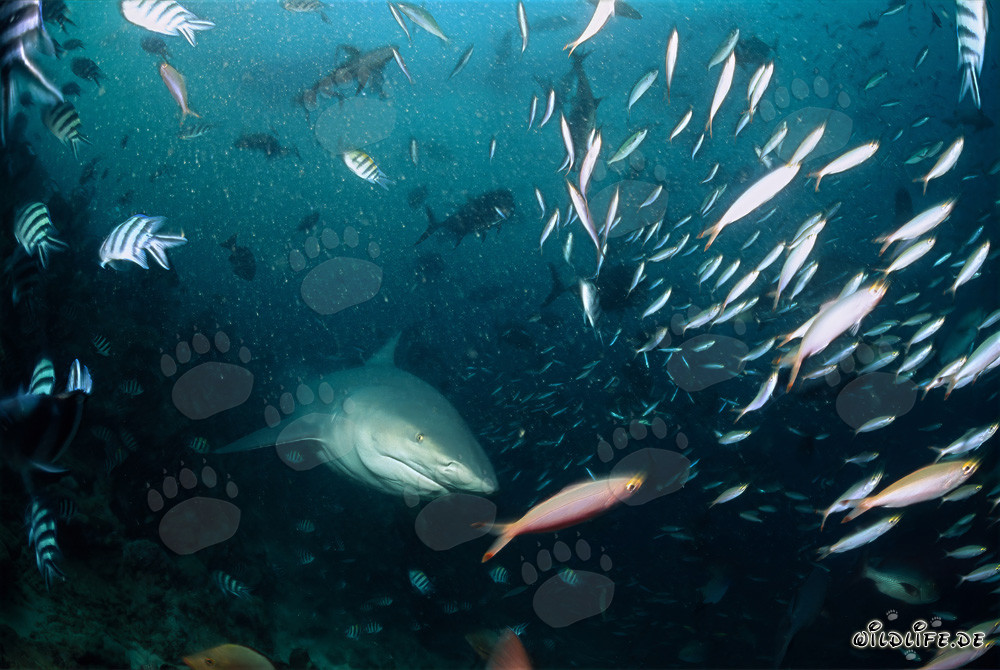 Encounter with a Bull Shark and Colorful Coral Fish