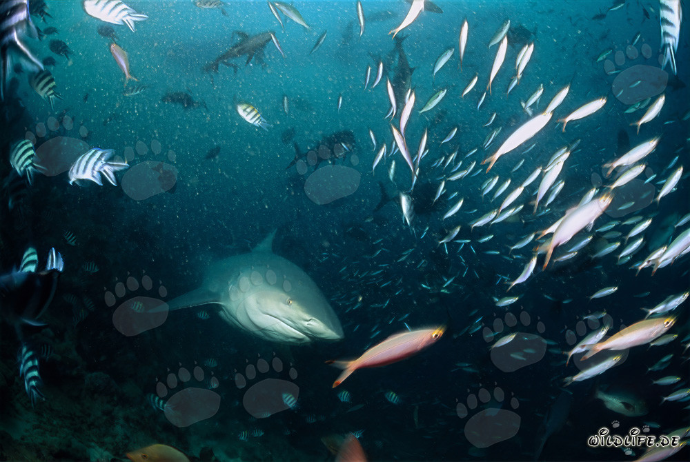 Rencontre avec un requin taureau et des poissons coralliens colorés
