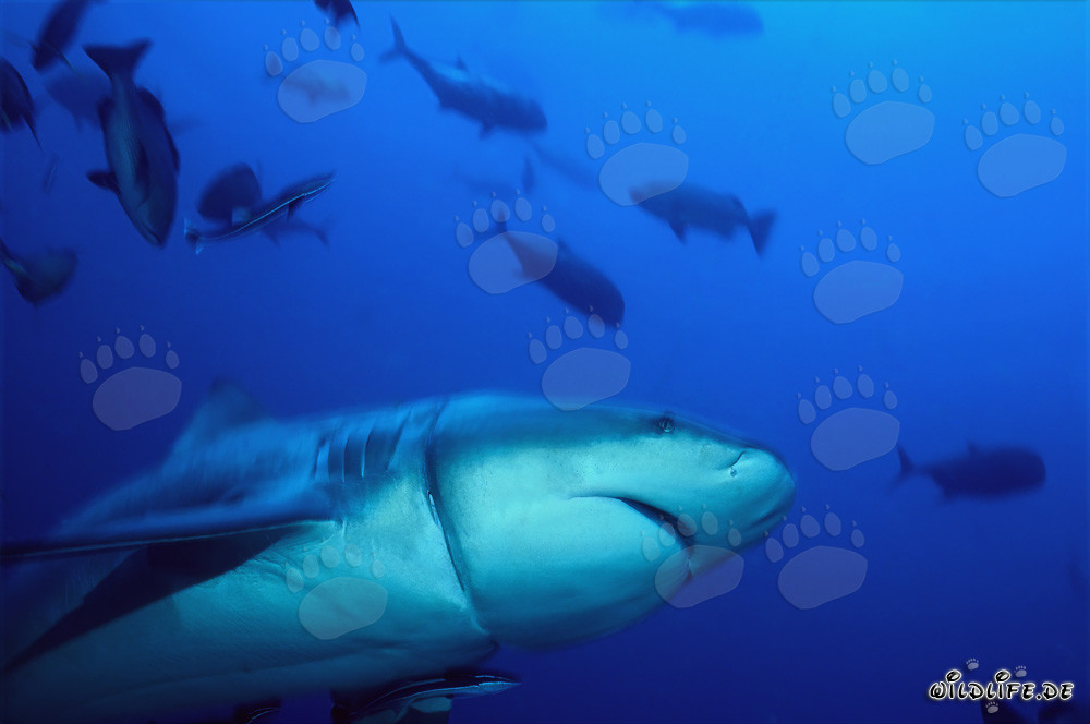 Bull shark with deep cut from longline remnant