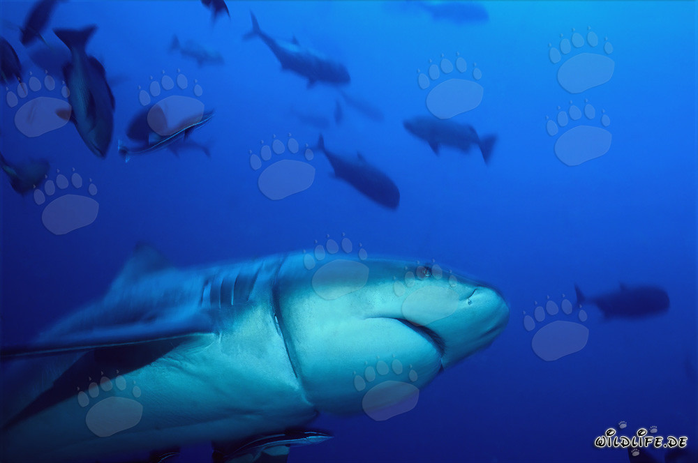 Requin bouledogue avec une profonde coupure causée par un reste de palangre