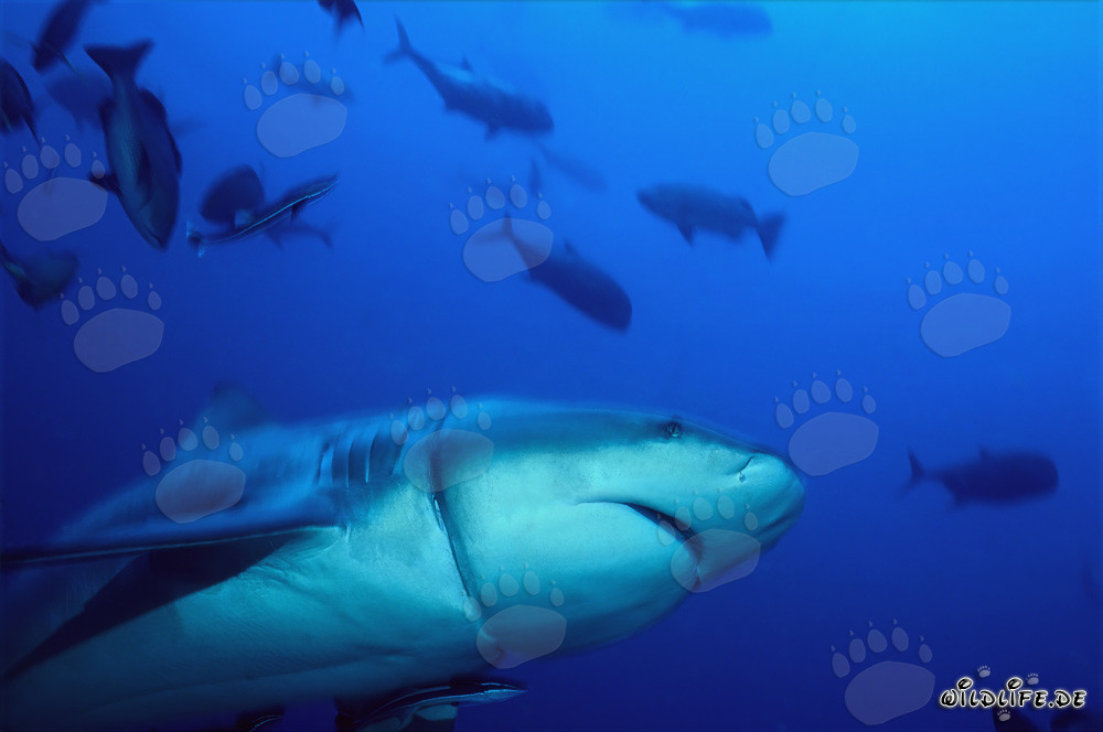 Squalo toro con taglio profondo causato da un resto di palangaro