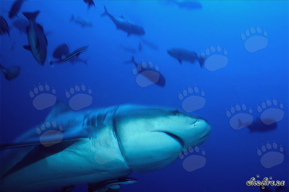 Tiburón toro con corte profundo causado por un resto de palangre