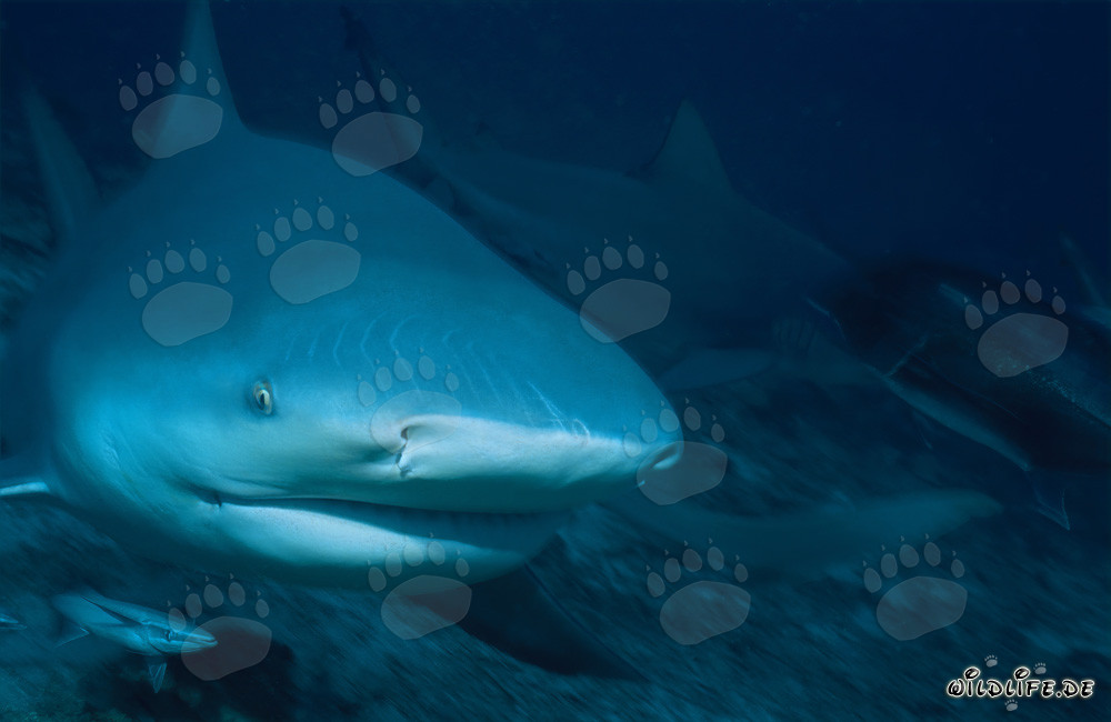 Fascinating bull shark portrait in the depths of the ocean
