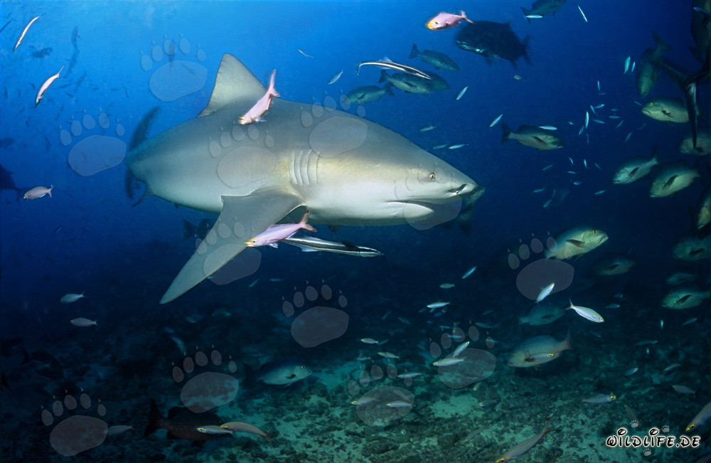 Majestic bull shark with impressive pectoral fin at Shark Reef in Beqa Lagoon, Fiji