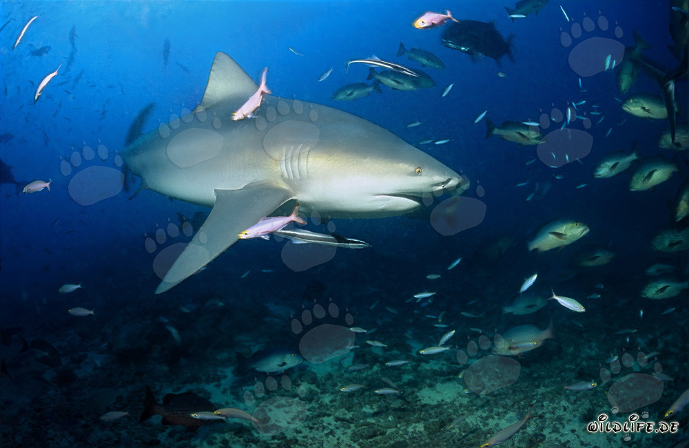 Requin taureau majestueux avec une nageoire pectorale impressionnante dans le lagon de Beqa aux Fidji