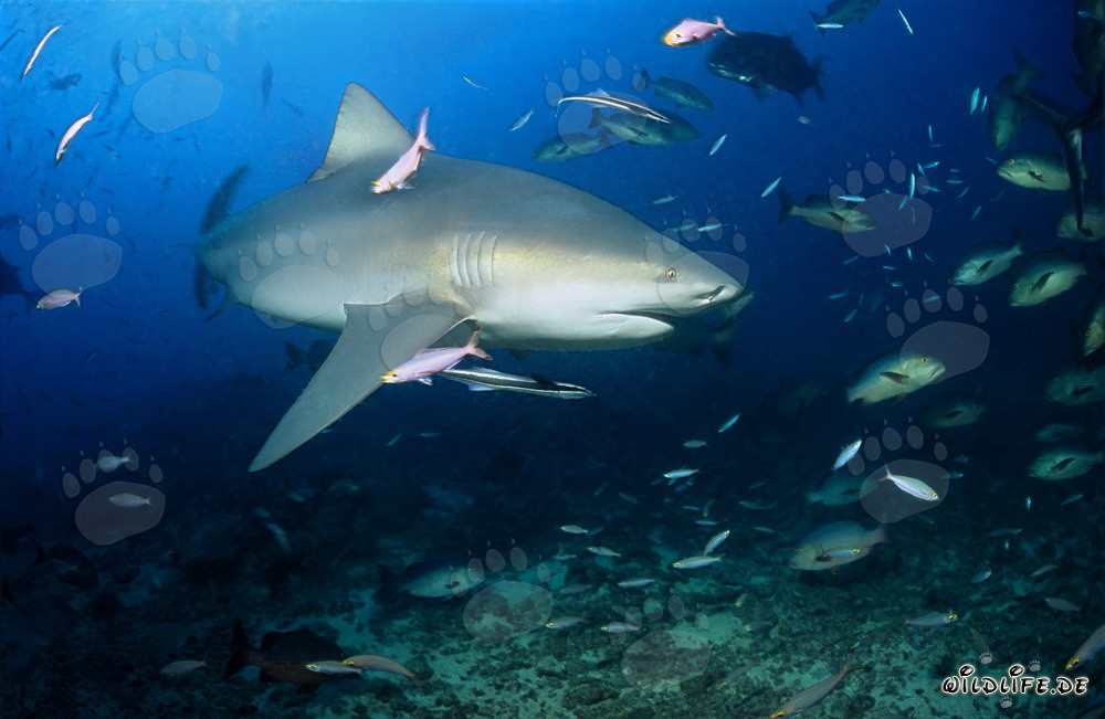 Majestoso squalo toro con un'imponente pinna pettorale nel laguna di Beqa alle Figi