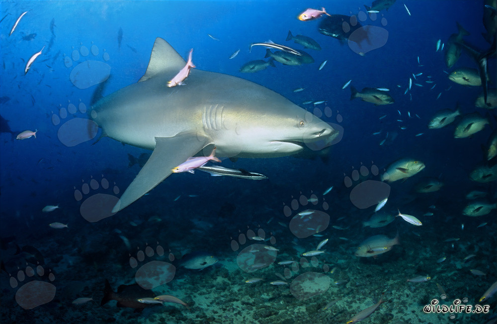 Tiburón toro majestuoso con una aleta pectoral impresionante en el lago Beqa en Fiji