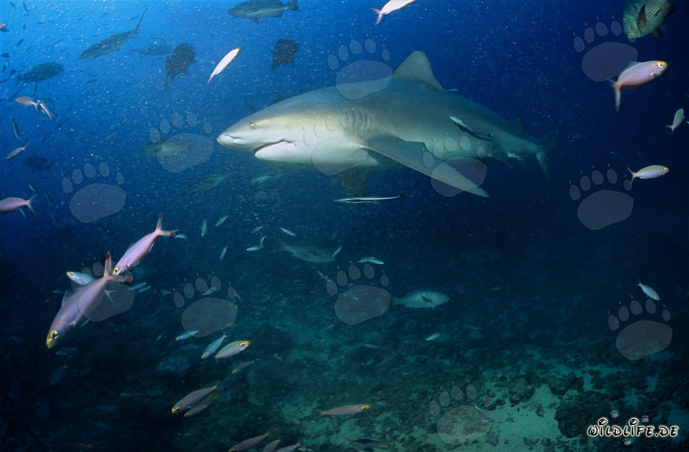 Majestic Bull Shark on its way into the deep blue of the ocean