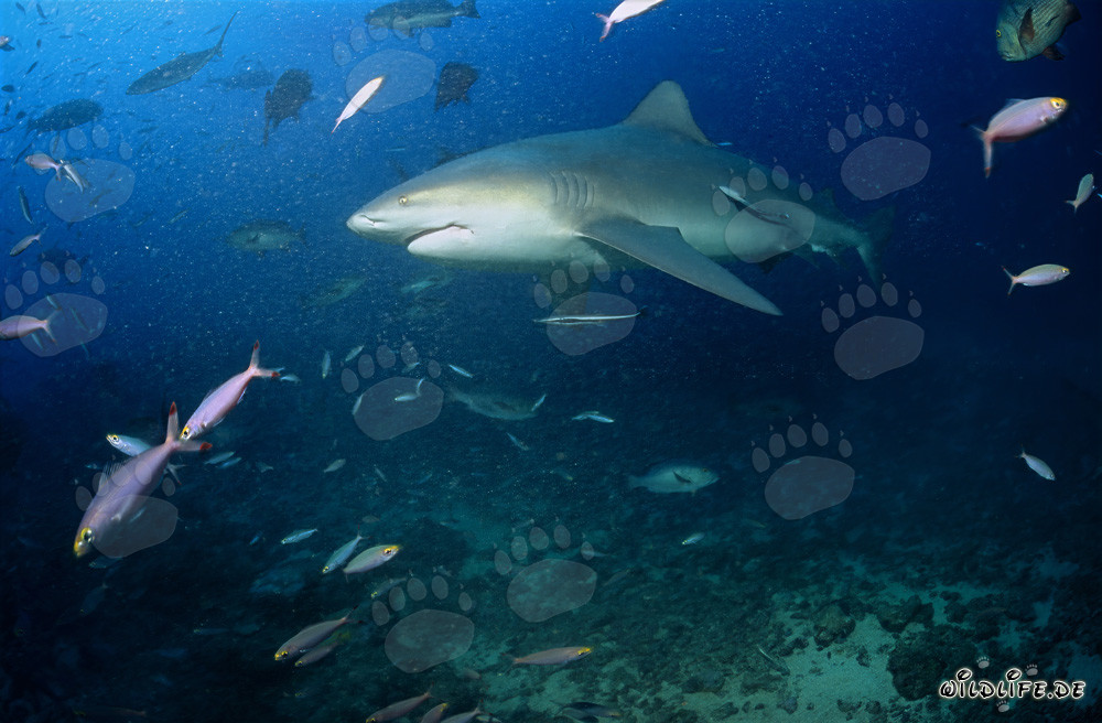 Requin taureau majestueux se dirige vers le bleu profond de l'océan