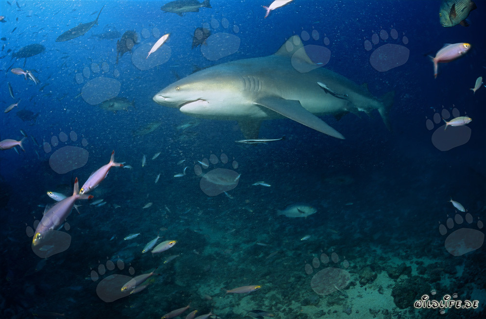 Maestoso squalo toro in viaggio verso il blu profondo dell'oceano