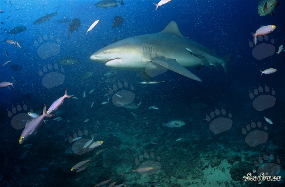 Tiburón toro majestuoso en camino hacia el azul profundo del océano