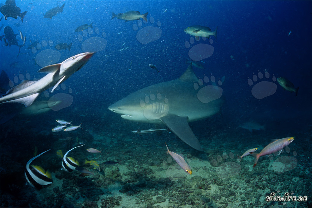 Majestic Bull Shark at Shark Reef of Beqa Lagoon, Fiji