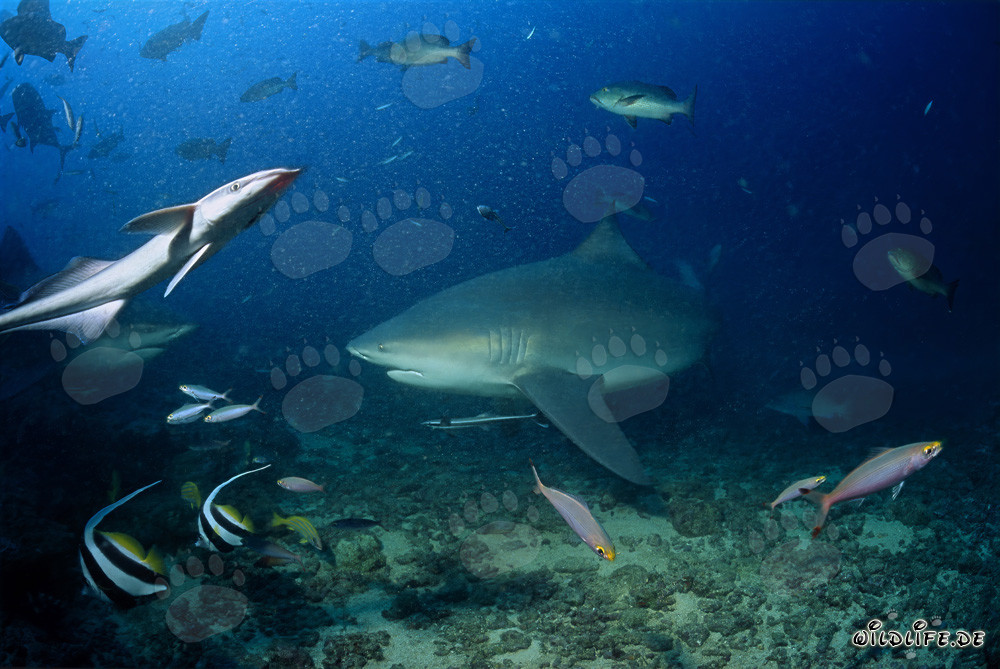 Majestätischer Bullenhai am Shark Reef von Beqa Lagoon, Fiji