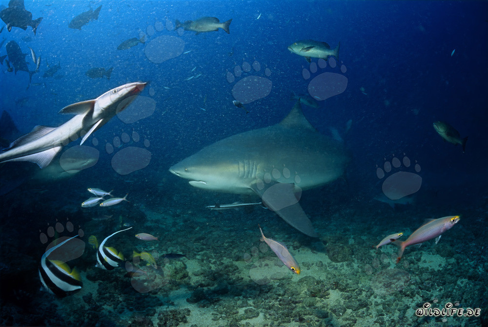 Requin-bouledogue majestueux au Shark Reef de Beqa Lagoon, Fidji