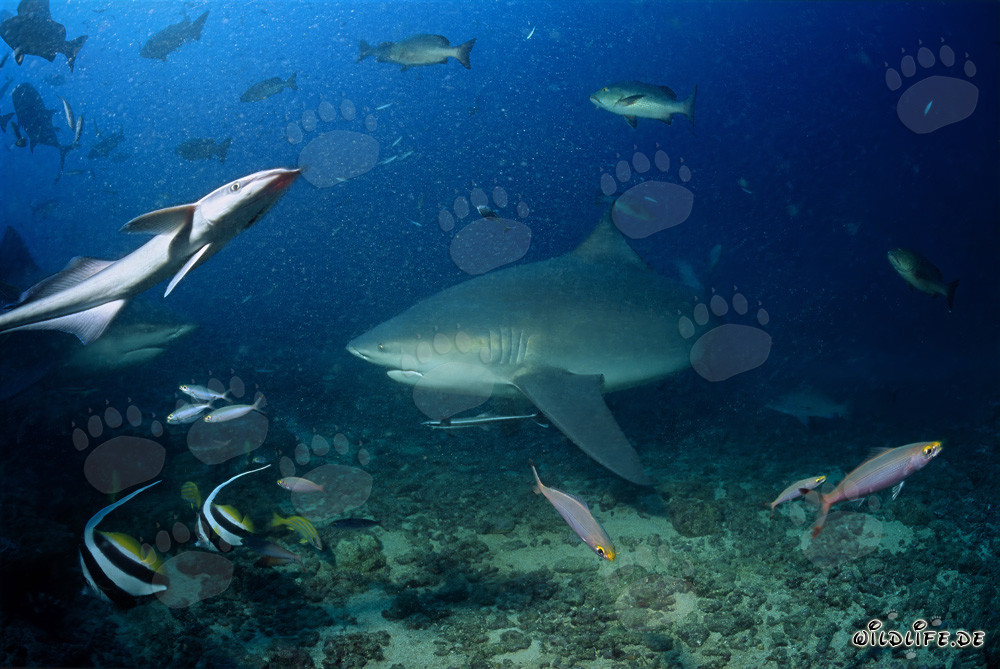 Squalo toro maestoso allo Shark Reef di Beqa Lagoon, Figi