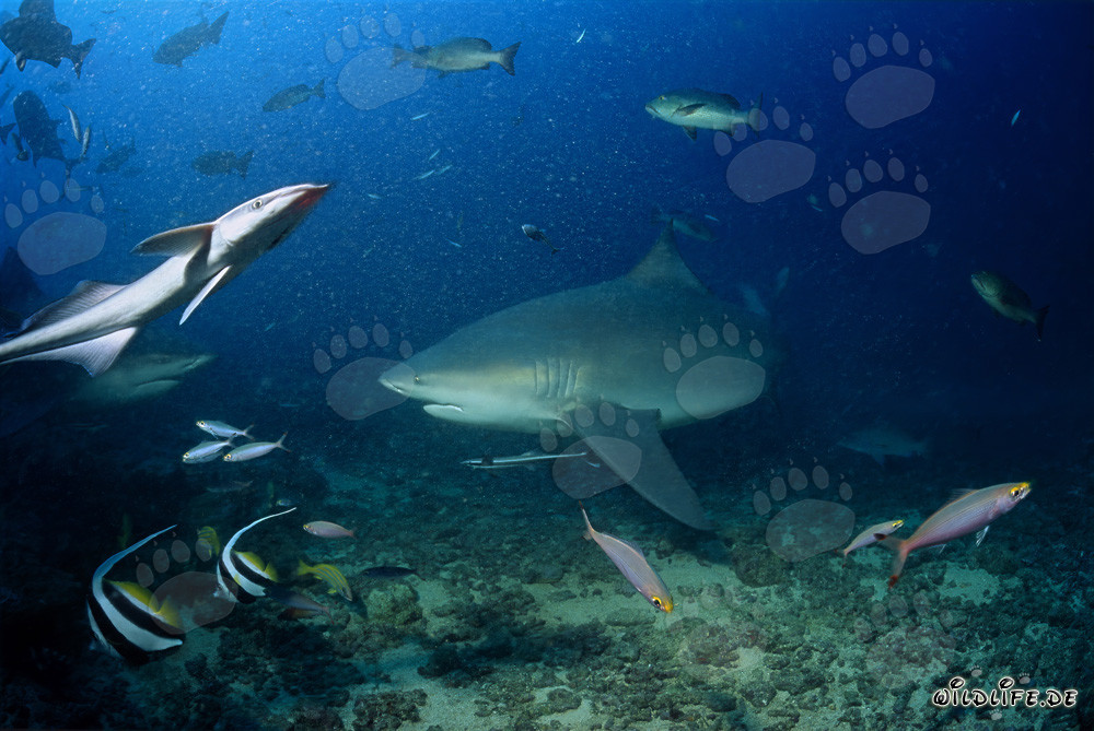 Tiburón toro majestuoso en el Shark Reef de Beqa Lagoon, Fiji