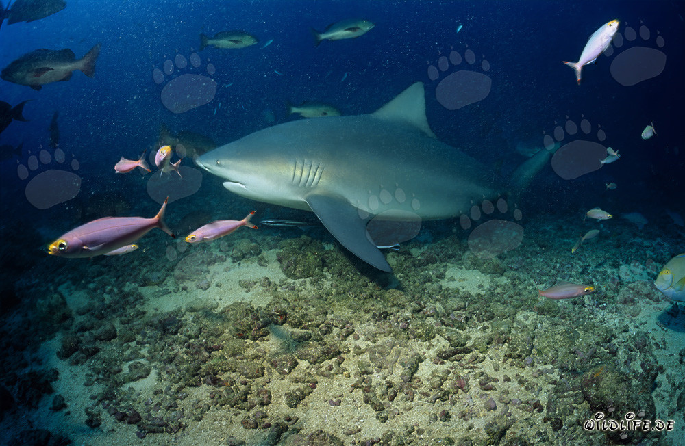 Impressive bull shark surrounded by colorful reef life