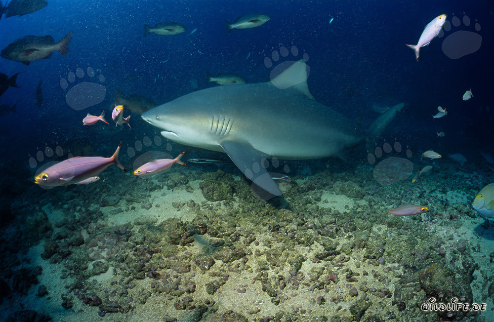Impressionnant requin taureau entouré de la vie colorée des récifs