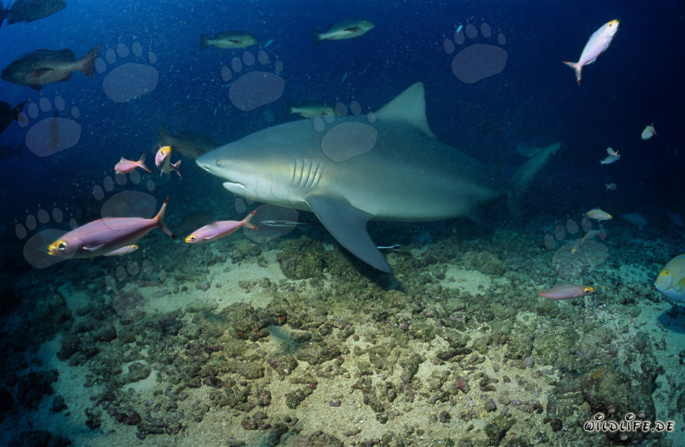Impressionante squalo toro circondato dalla vivace vita dei coralli