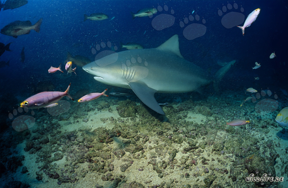 Impresionante tiburón toro rodeado de la colorida vida de arrecife