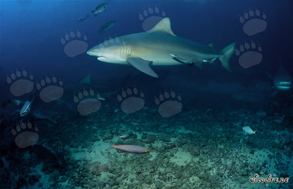 Majestic bull shark on the reef off the coast of Fiji