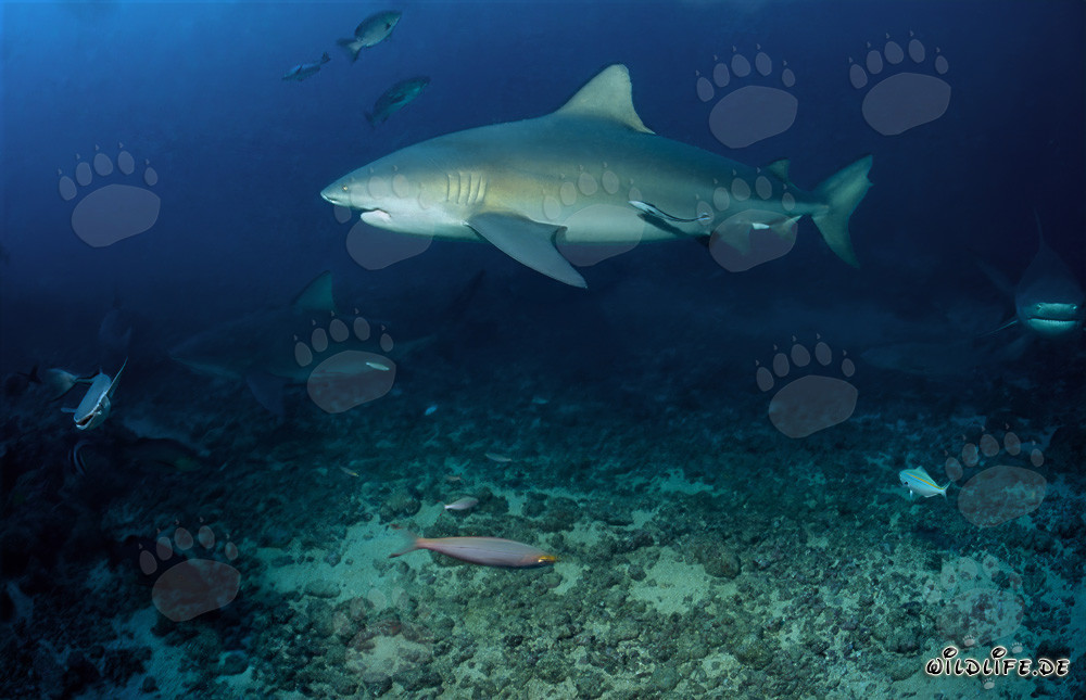 Requin taureau majestueux sur le récif au large des côtes des Fidji