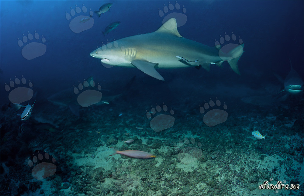 Maestoso squalo toro sulla barriera corallina al largo della costa delle Figi