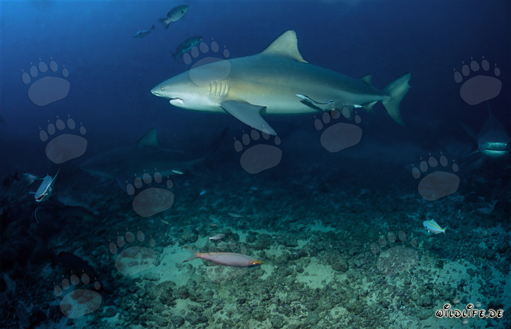 Tiburón toro majestuoso en el arrecife frente a la costa de Fiji