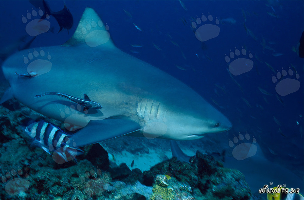 Impressive Bull Shark (Carcharhinus leucas) at Shark Reef in Beqa Lagoon
