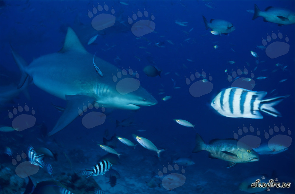 Impressive Bull Shark in Beqa Lagoon, Fiji