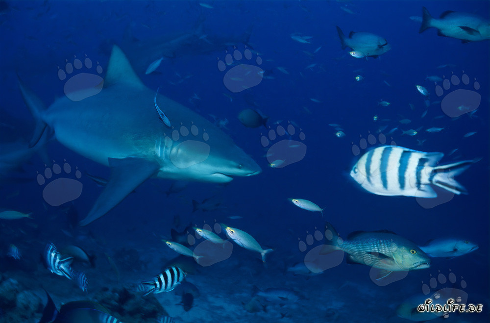 Eindrucksvoller Bullenhai in der Beqa Lagune, Fiji