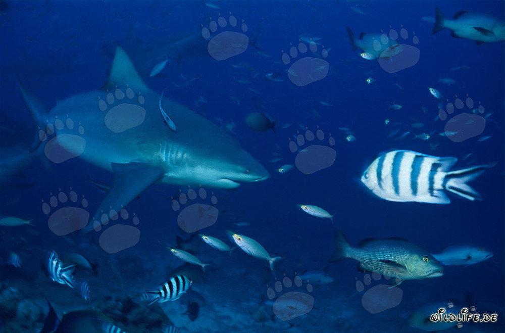 Requin taureau impressionnant dans le lagon de Beqa, Fidji