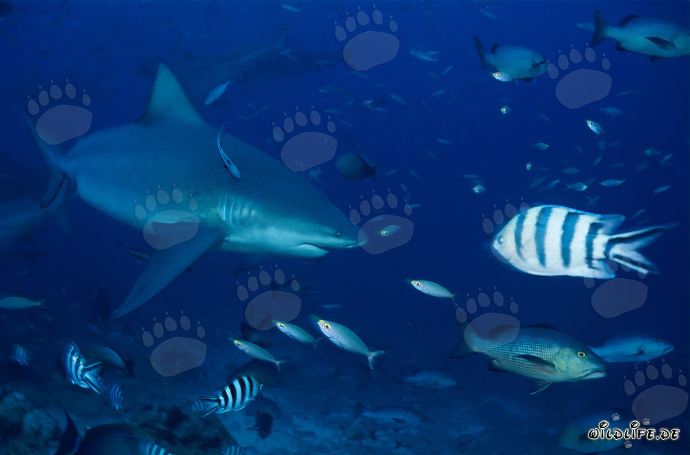 Imponente squalo toro nella laguna di Beqa, Figi