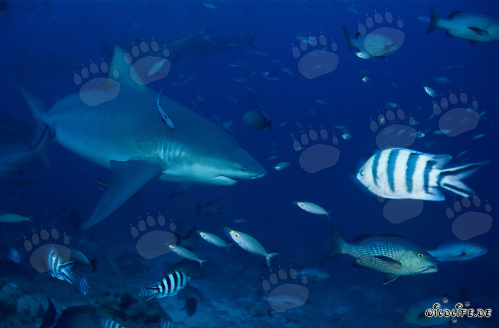 Impresionante tiburón toro en la laguna de Beqa, Fiji