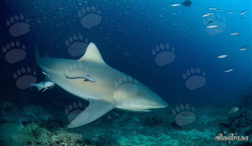 Impressive Bull Sharks on patrol at Shark Reef in the Beqa Lagoon